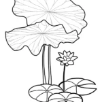 tranh tô màu hoa sen