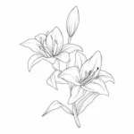 tranh tô màu bông hoa ly