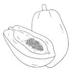 tranh tô màu quả đu đủ chín