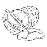 tranh tô màu quả sầu riêng cho bé