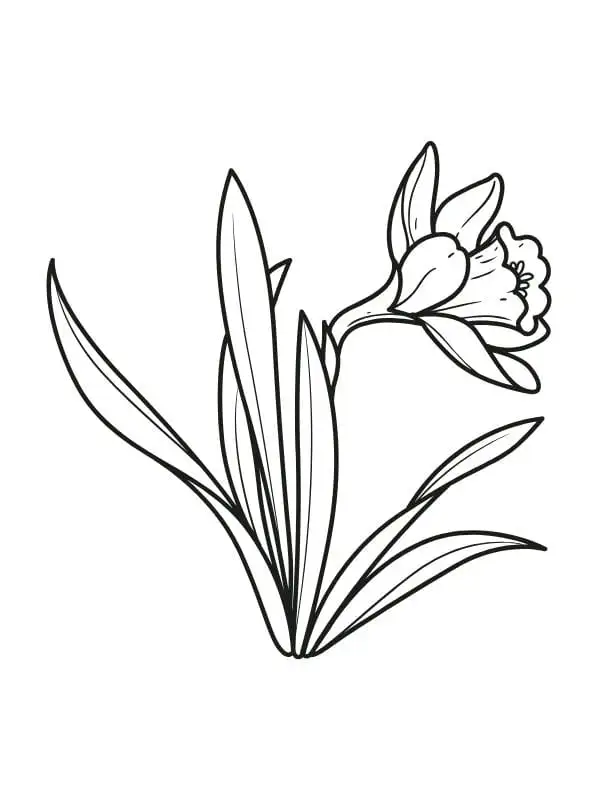 tranh tô màu cây hoa daffodil