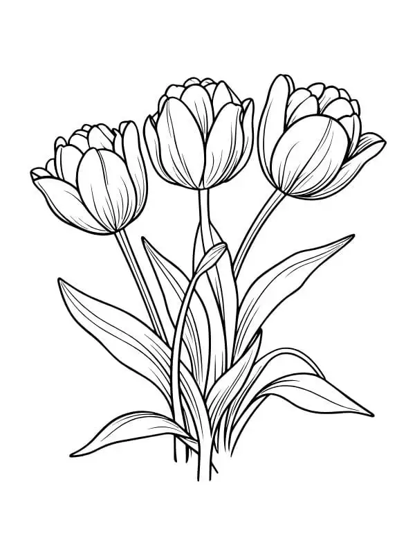 hoa tulip tươi tô màu