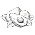 tô màu quả bơ đơn giản