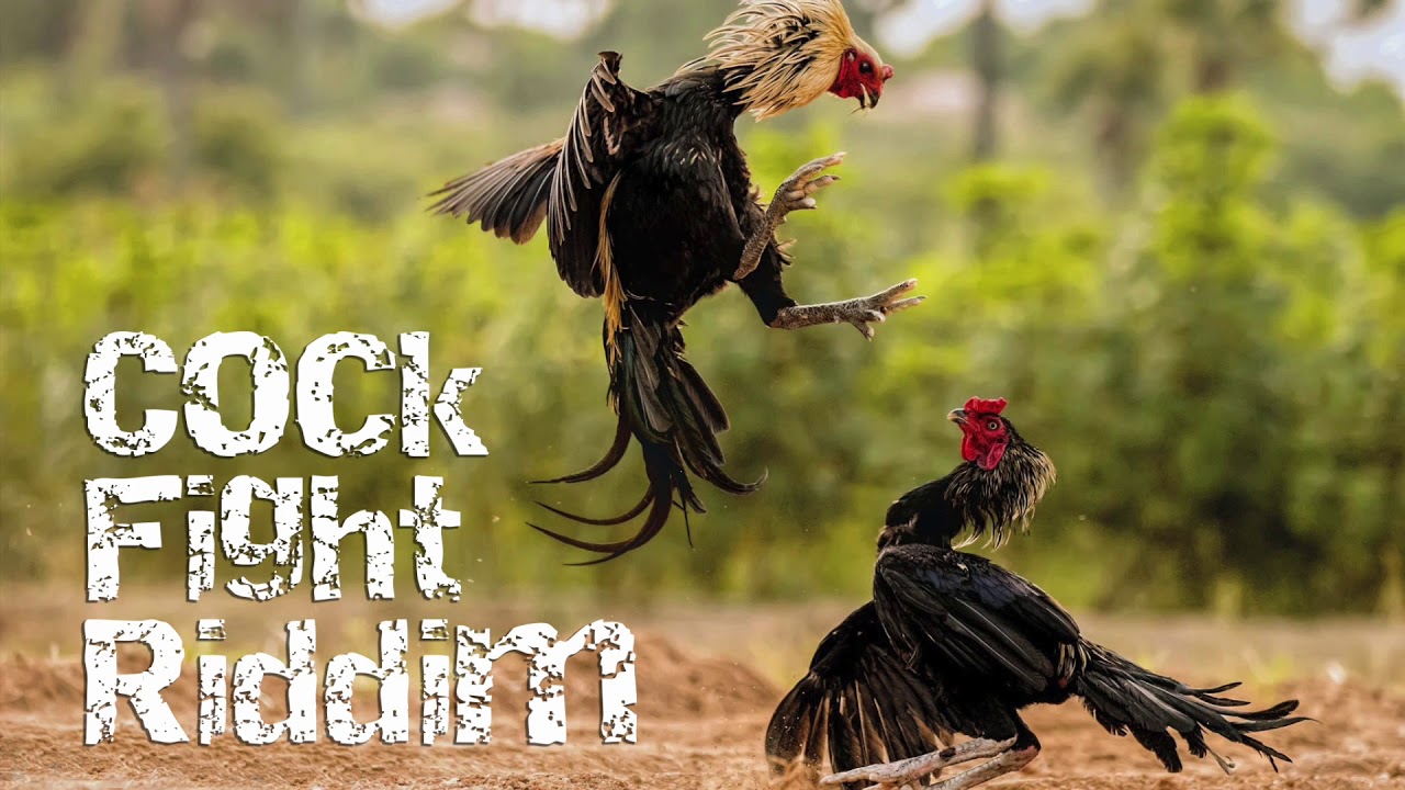Cú Lửa ra đòn mạnh mẽ trong trận đấu tại Luck8